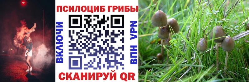 купить  сайты  Павлово  Псилоцибиновые грибы мицелий 